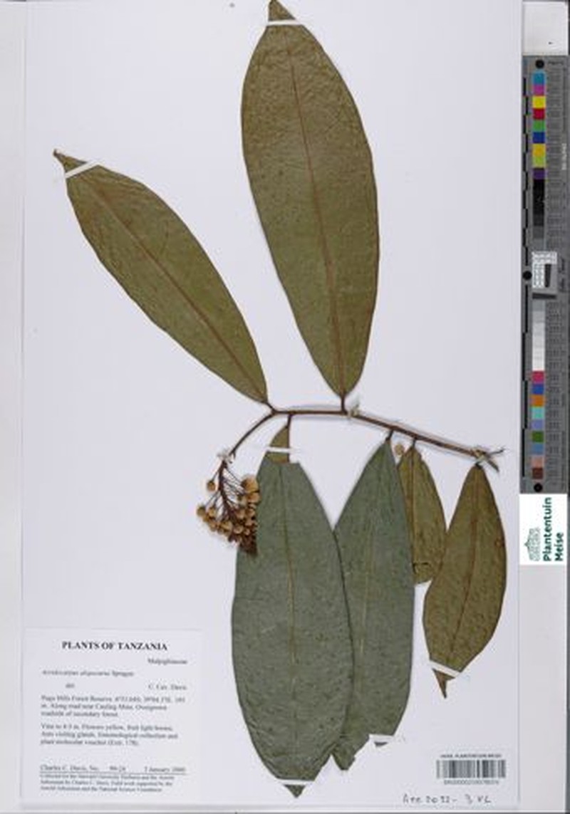 Acridocarpus alopecurus photo 7