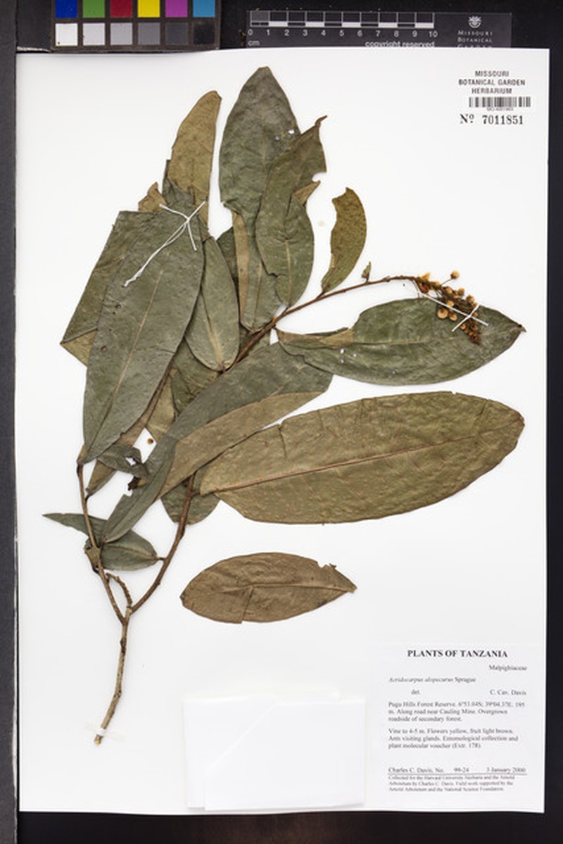Acridocarpus alopecurus photo 8