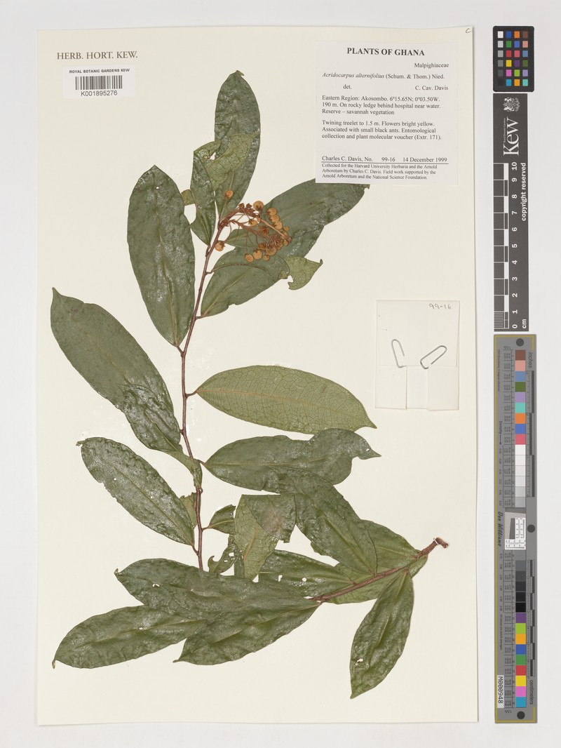 Acridocarpus alternifolius