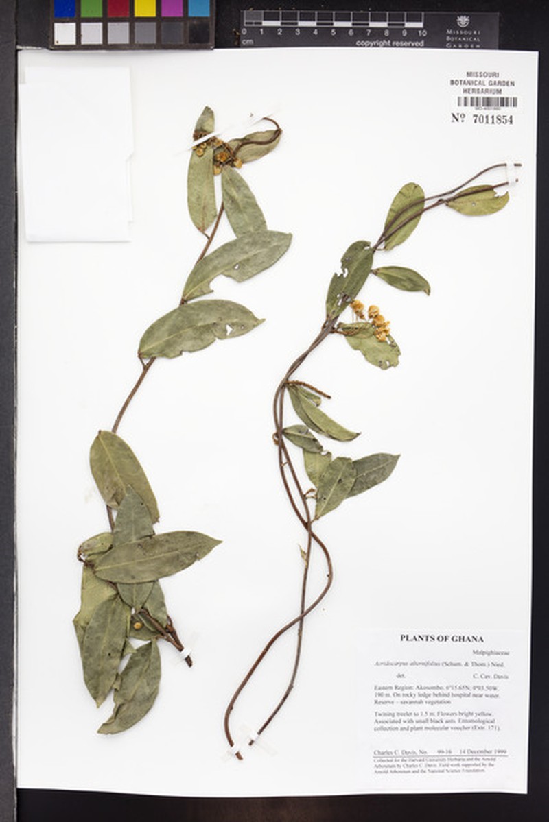 Acridocarpus alternifolius photo 2