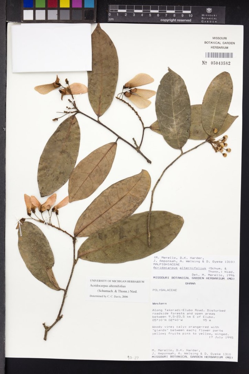 Acridocarpus alternifolius photo 3
