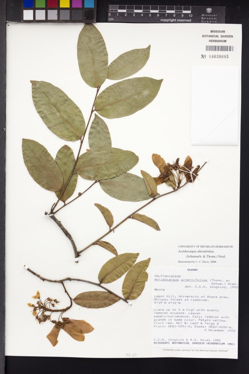 Acridocarpus alternifolius photo 4