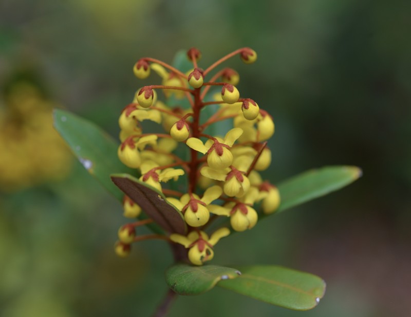 Acridocarpus austrocaledonicus