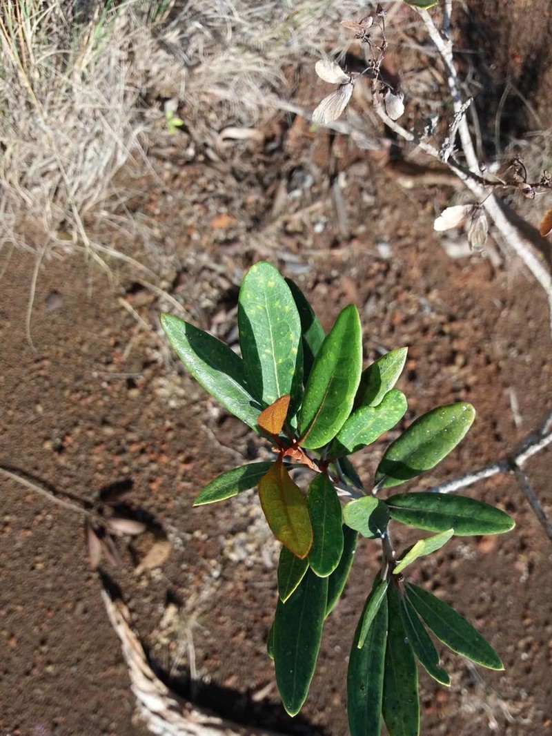 Acridocarpus austrocaledonicus photo 2