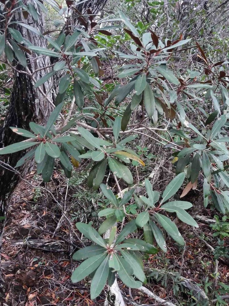 Acridocarpus austrocaledonicus photo 3