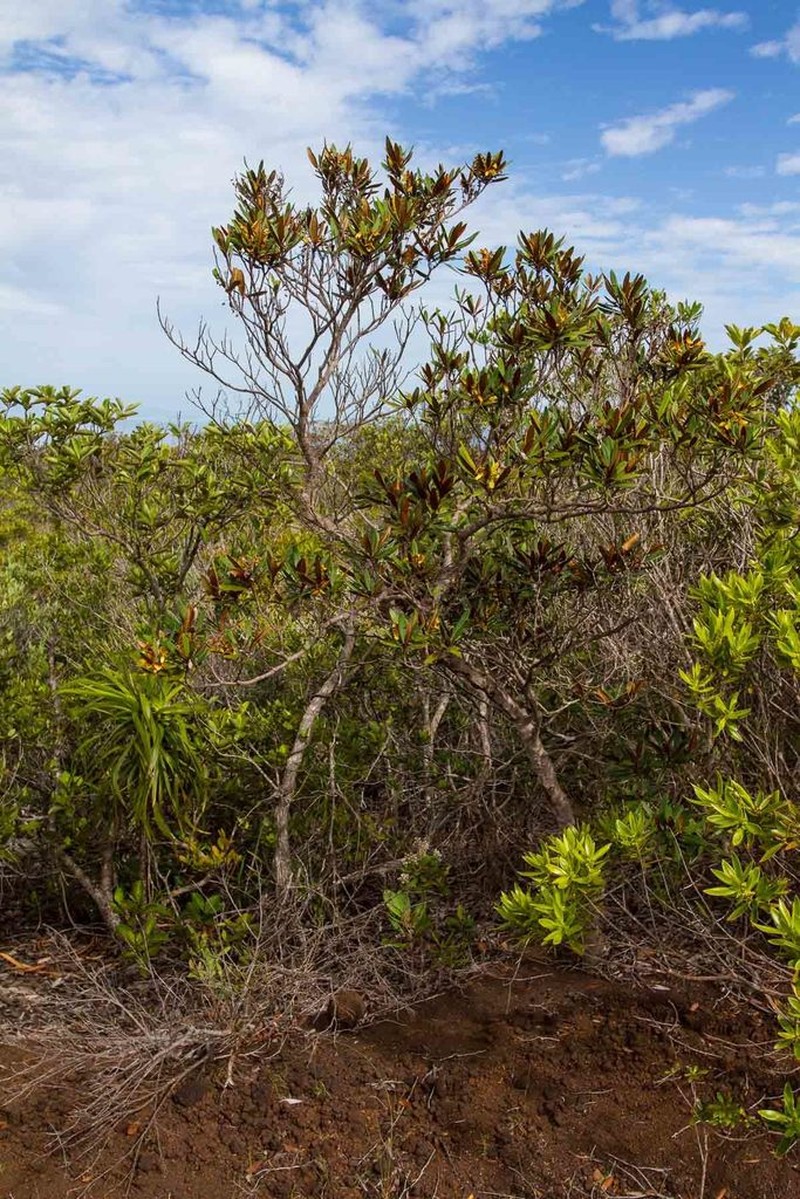 Acridocarpus austrocaledonicus photo 4