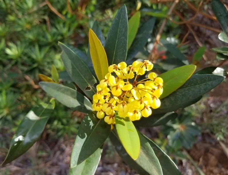 Acridocarpus austrocaledonicus photo 5