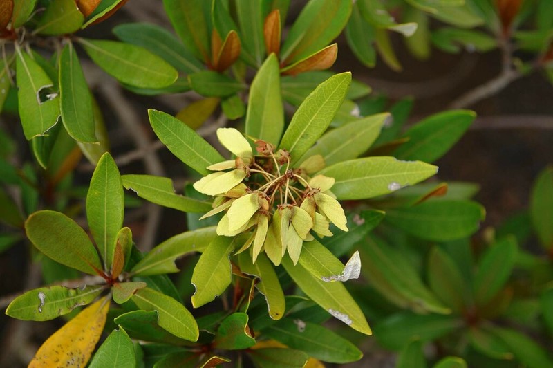 Acridocarpus austrocaledonicus photo 6