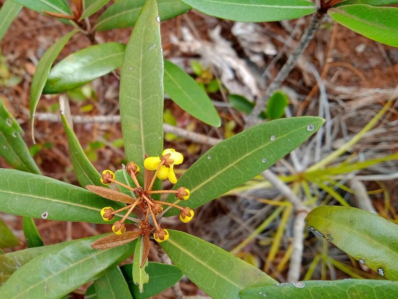 Acridocarpus austrocaledonicus photo 7