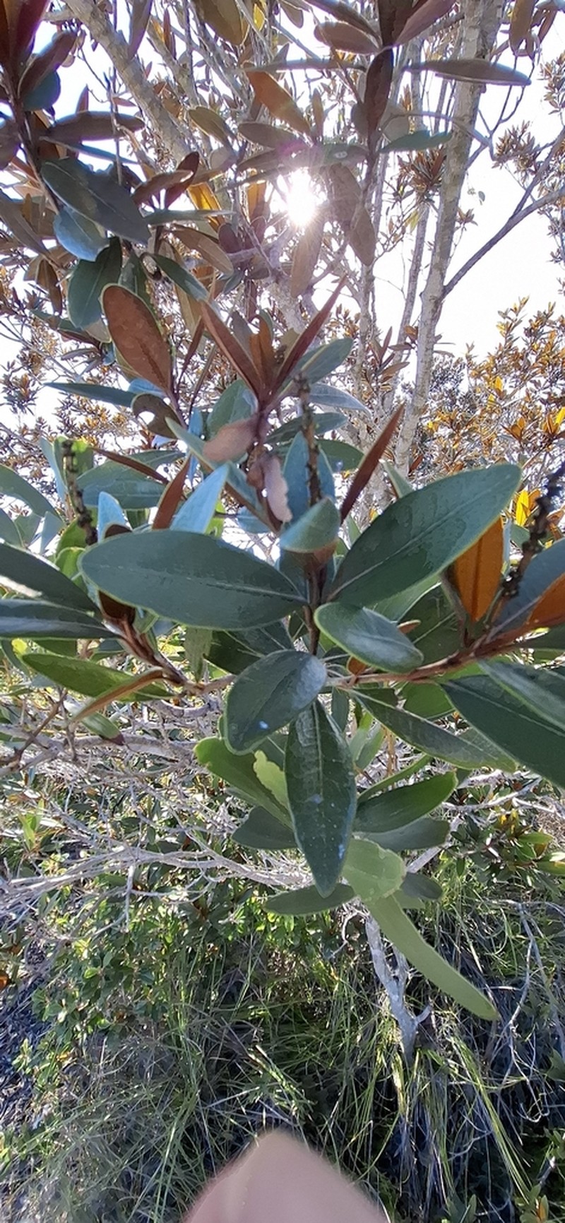 Acridocarpus austrocaledonicus photo 8