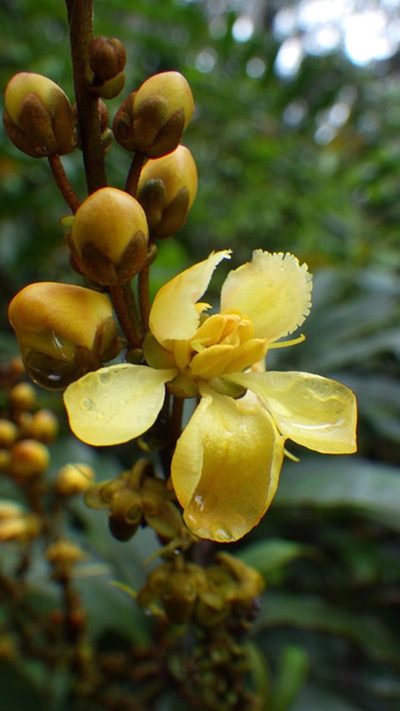 Acridocarpus camerunensis