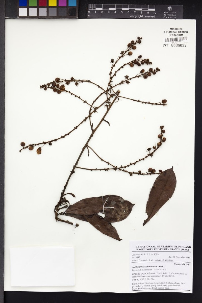 Acridocarpus camerunensis photo 2