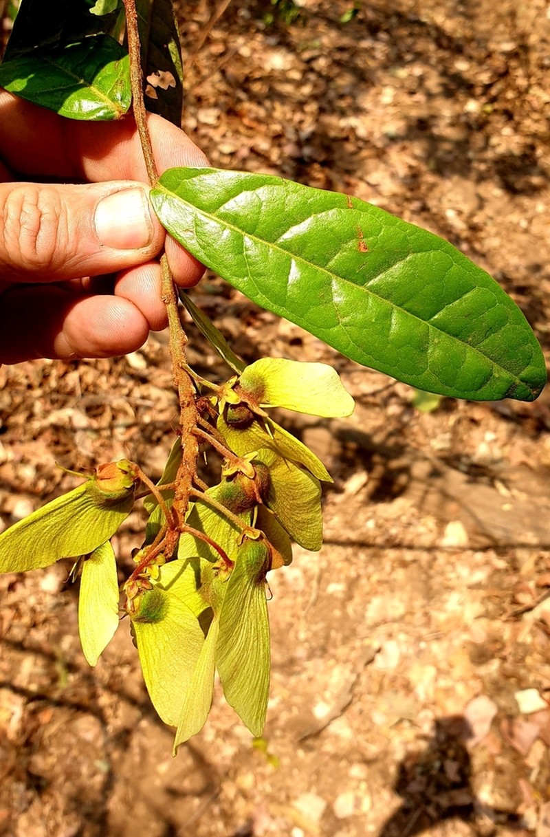 Acridocarpus chloropterus