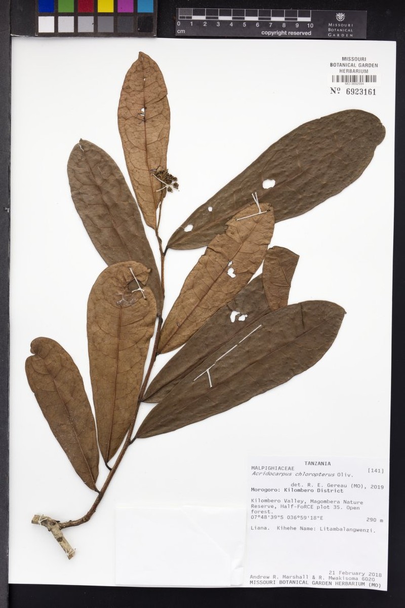 Acridocarpus chloropterus photo 2