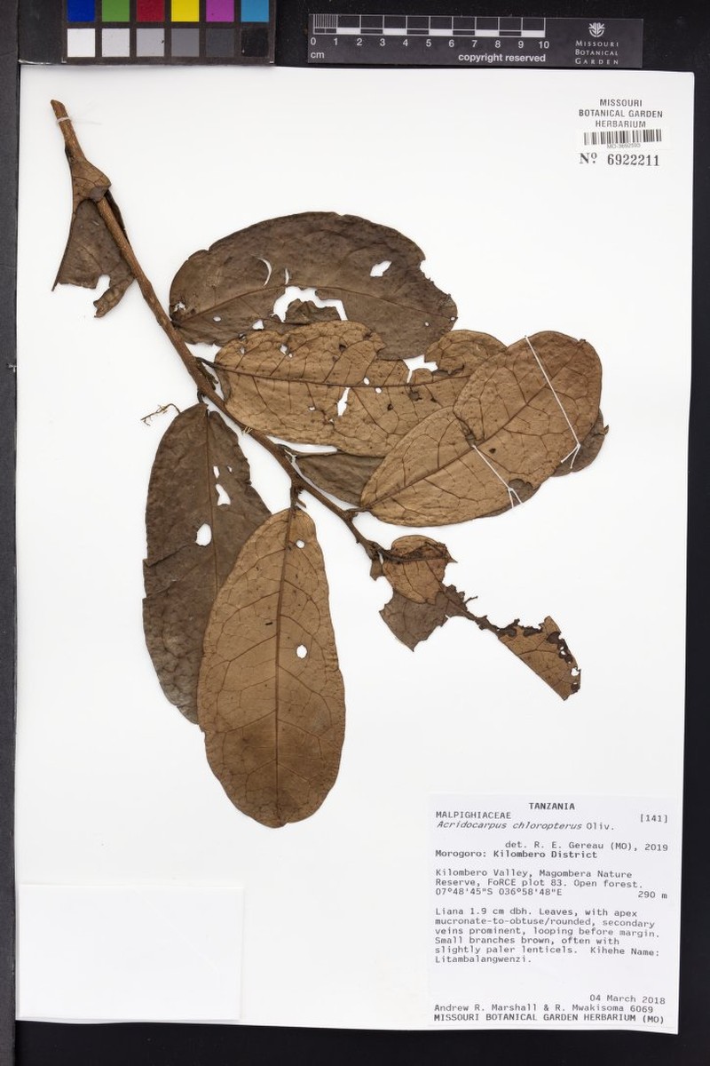 Acridocarpus chloropterus photo 3