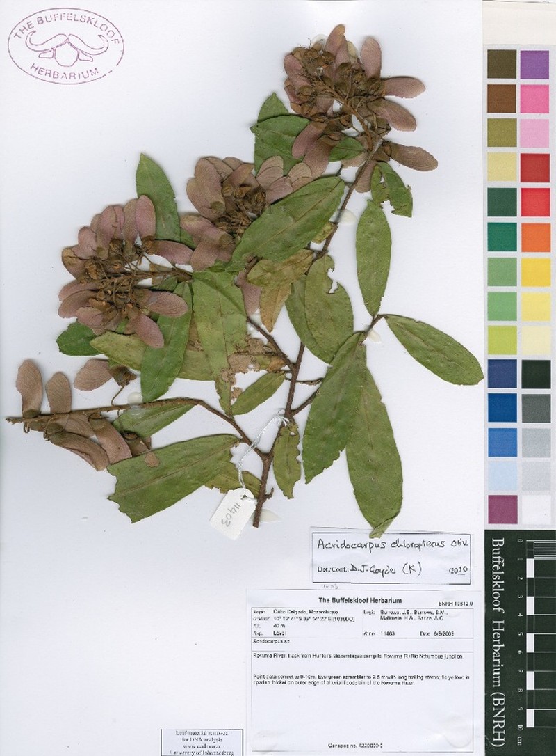 Acridocarpus chloropterus photo 4