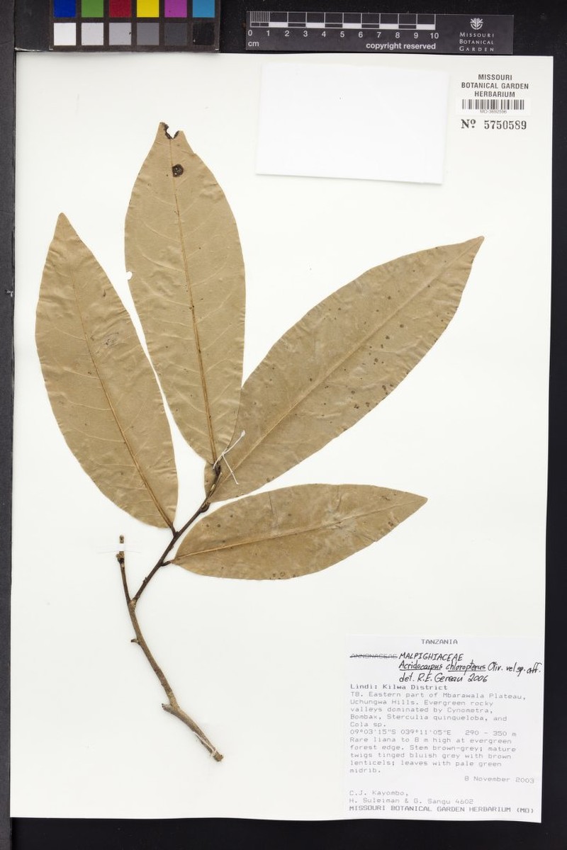 Acridocarpus chloropterus photo 5