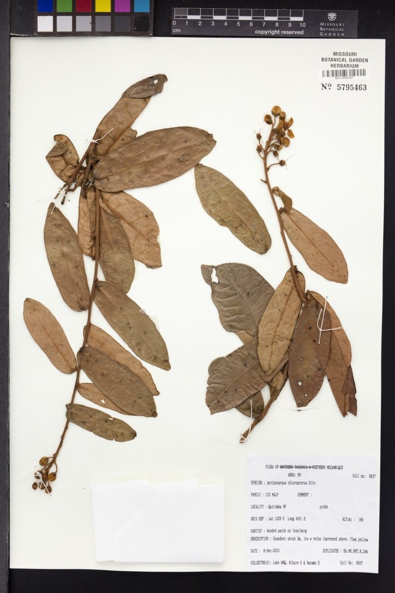 Acridocarpus chloropterus photo 6