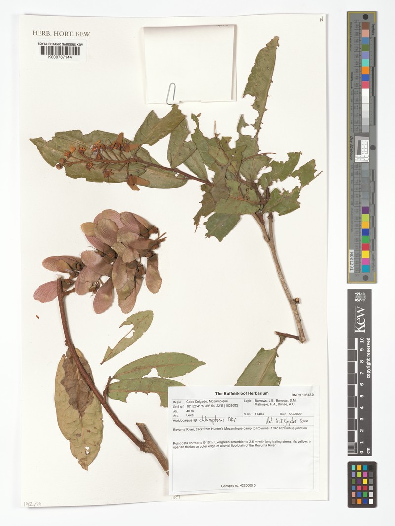 Acridocarpus chloropterus photo 7