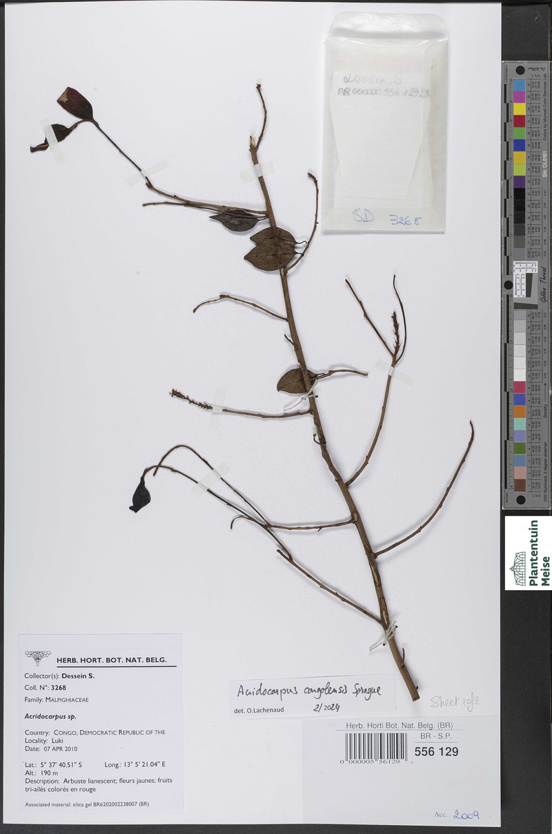 Acridocarpus congolensis