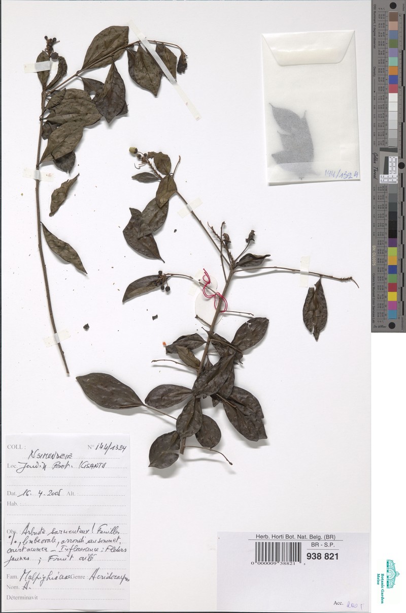 Acridocarpus congolensis photo 2