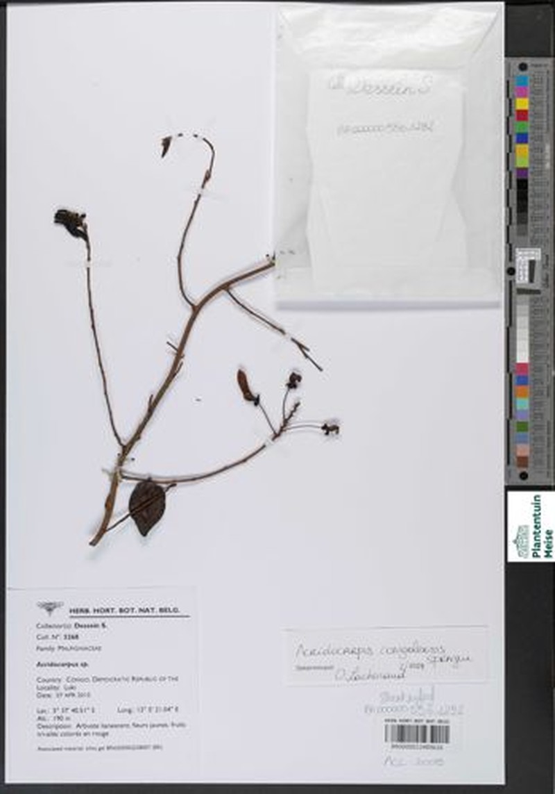 Acridocarpus congolensis photo 3