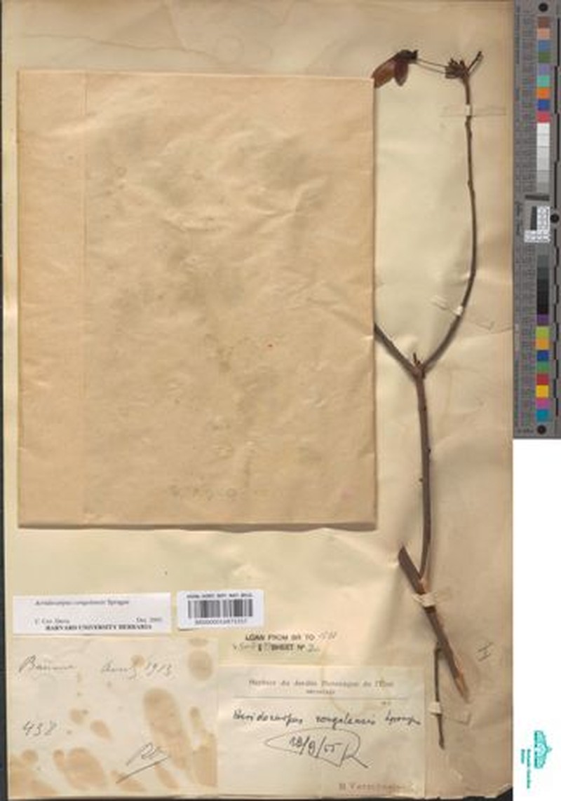 Acridocarpus congolensis photo 4