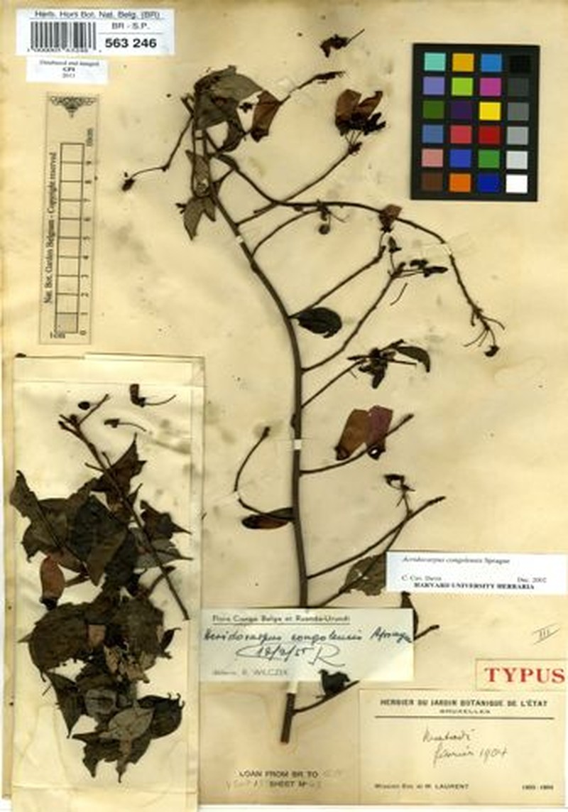 Acridocarpus congolensis photo 5