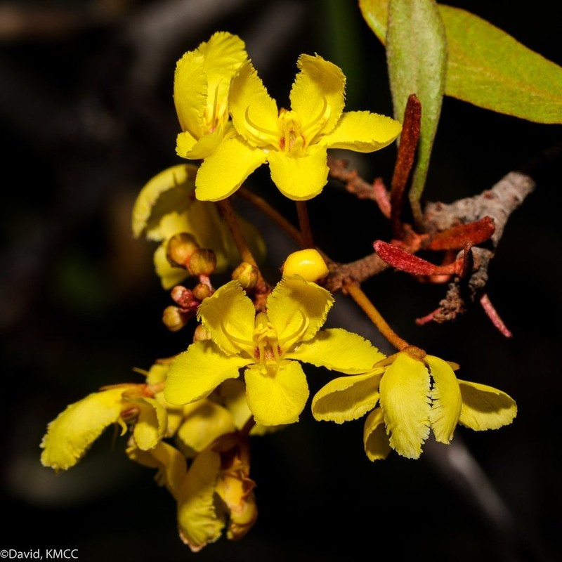 Acridocarpus excelsus