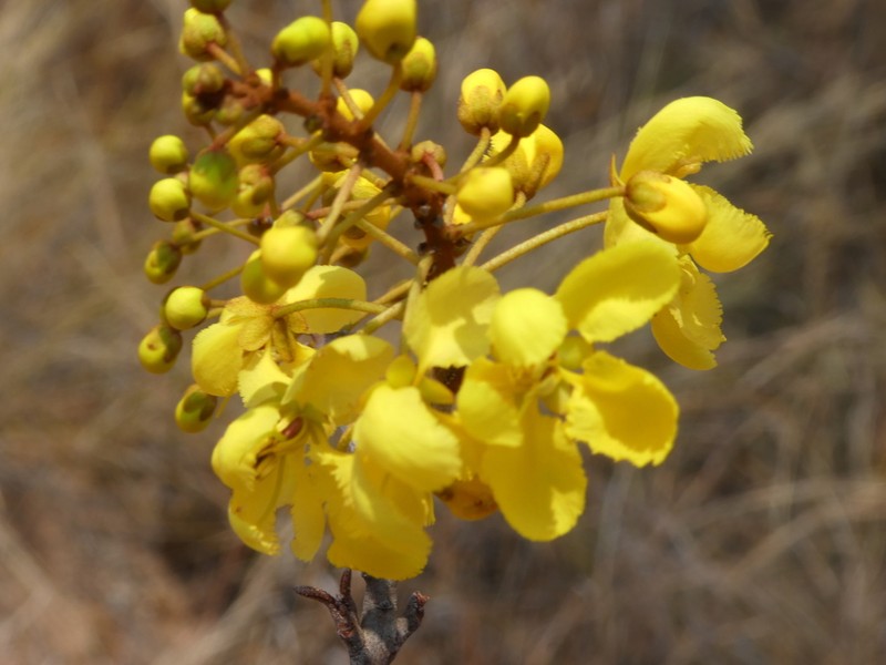 Acridocarpus excelsus photo 2