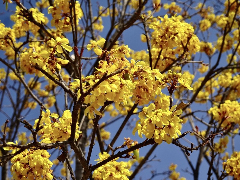 Acridocarpus excelsus photo 3