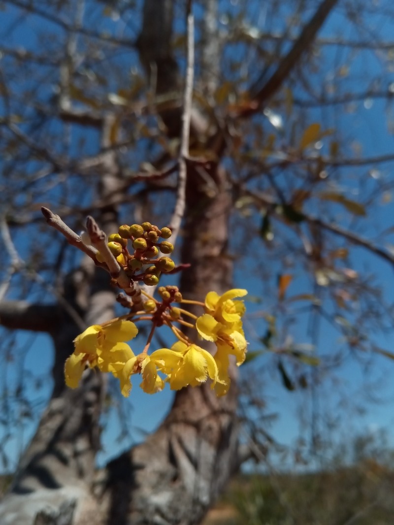 Acridocarpus excelsus photo 5