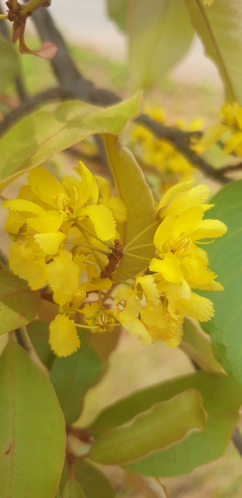 Acridocarpus excelsus photo 6