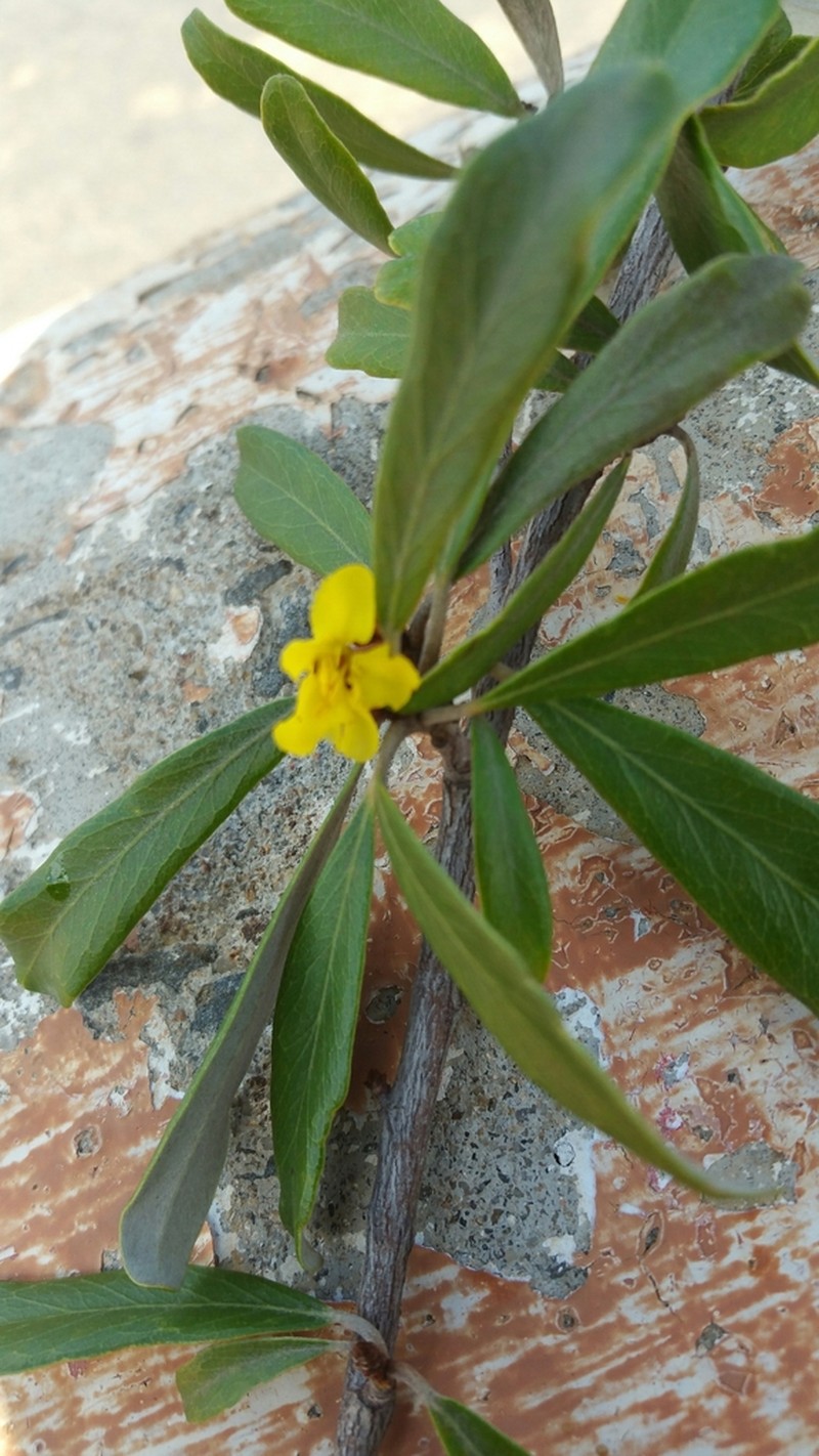 Acridocarpus excelsus photo 7