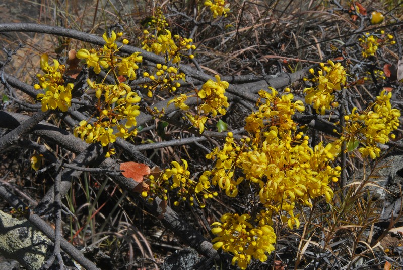 Acridocarpus excelsus photo 8