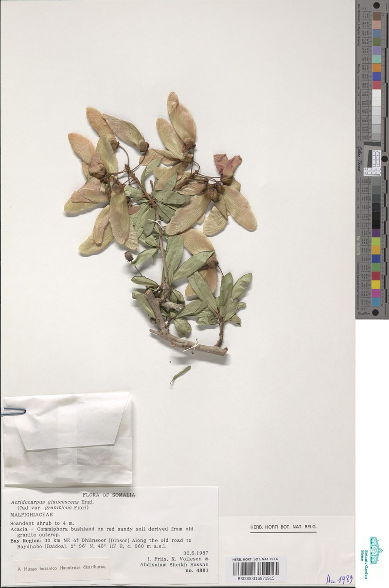 Acridocarpus glaucescens