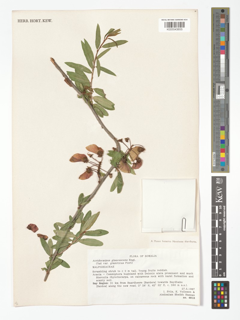 Acridocarpus glaucescens photo 2
