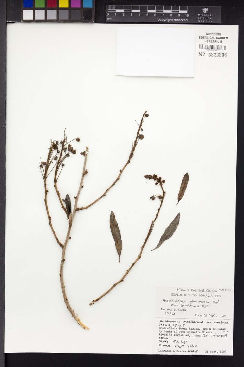 Acridocarpus glaucescens photo 3
