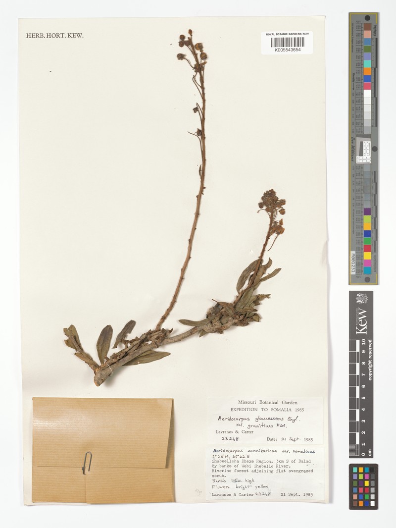 Acridocarpus glaucescens photo 4