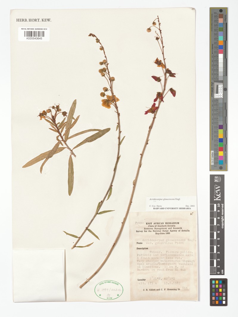 Acridocarpus glaucescens photo 5