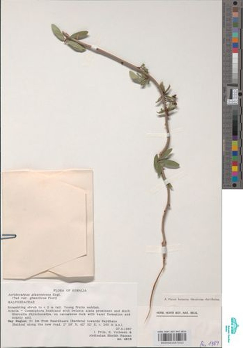 Acridocarpus glaucescens photo 6