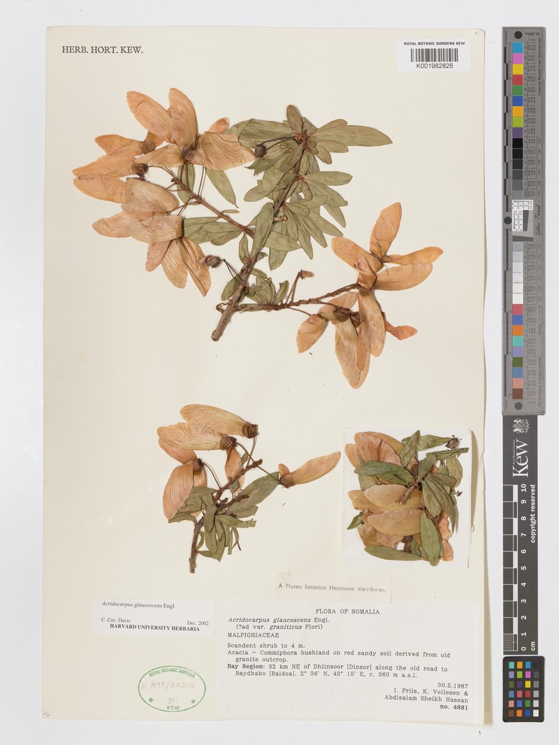 Acridocarpus glaucescens photo 7