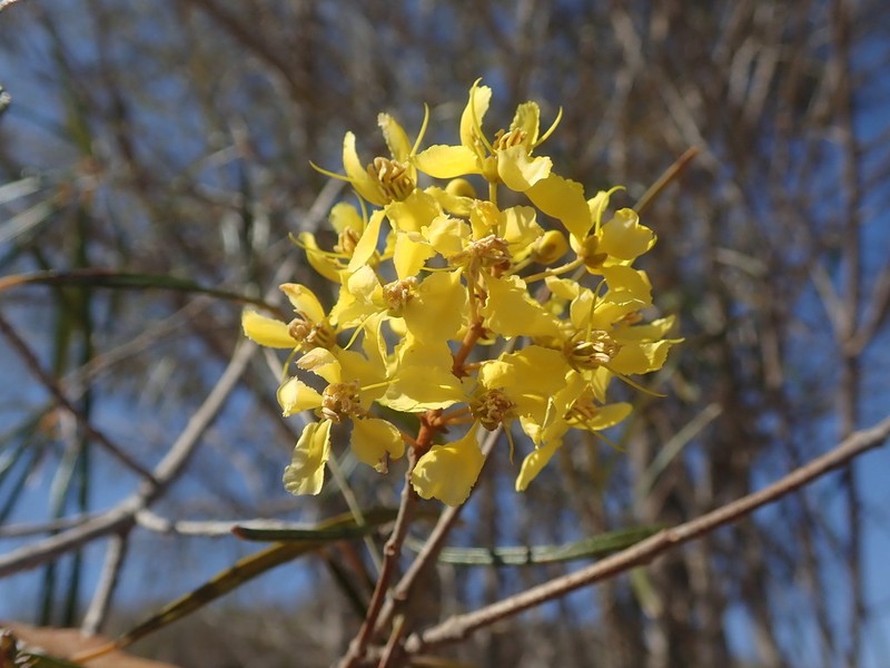 Acridocarpus humbertii