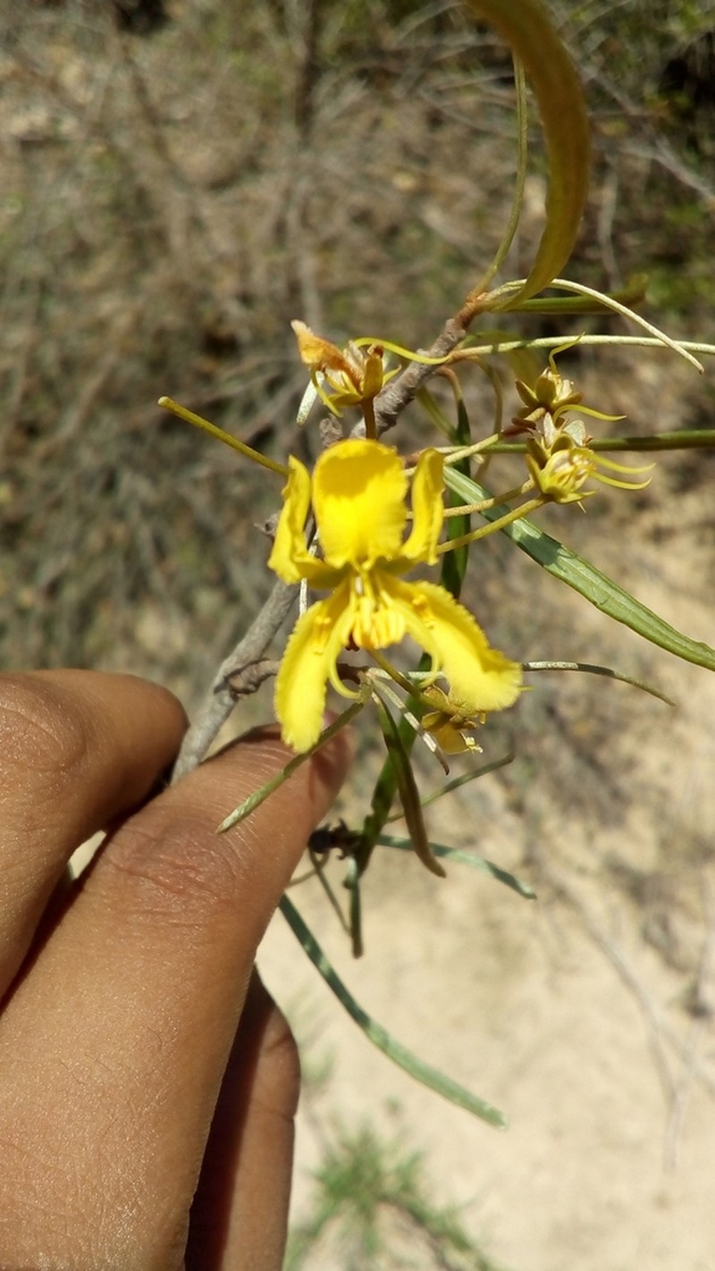 Acridocarpus humbertii photo 3