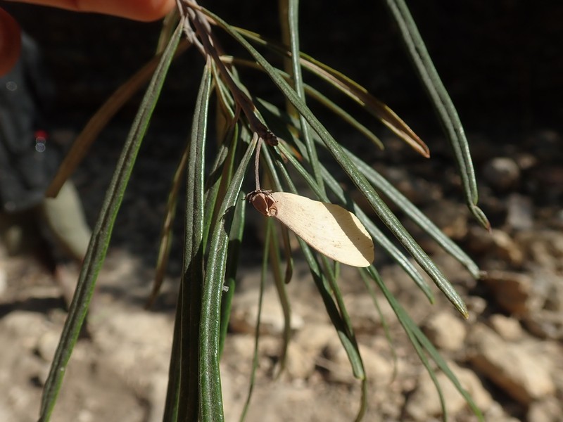 Acridocarpus humbertii photo 5