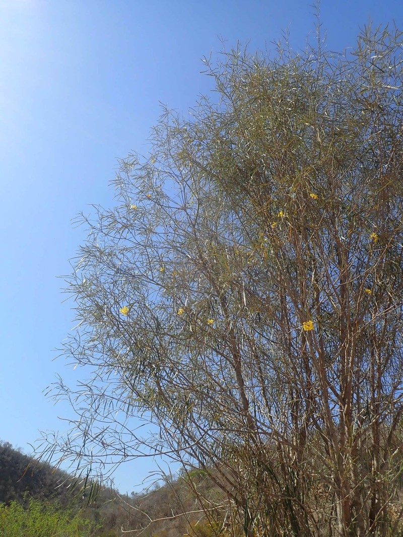Acridocarpus humbertii photo 7
