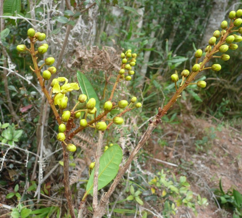 Acridocarpus humblotii photo 2