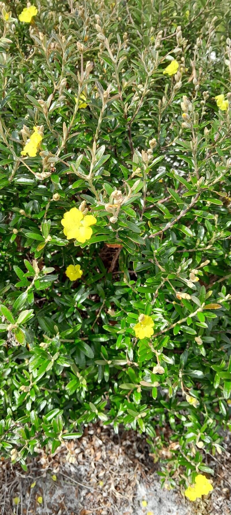 Acridocarpus humblotii photo 3