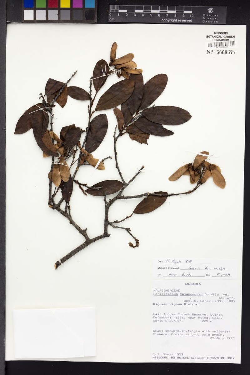 Acridocarpus katangensis