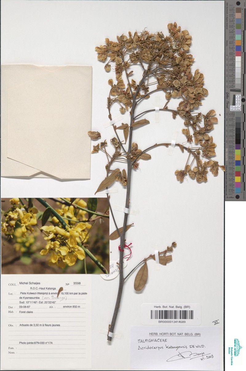Acridocarpus katangensis photo 2